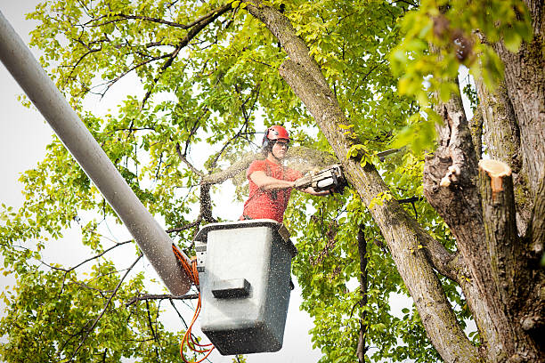 Best Professional Tree Care  in Riner, VA